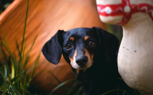 Black brown dog mushroom planter free wallpaper - medium preview image