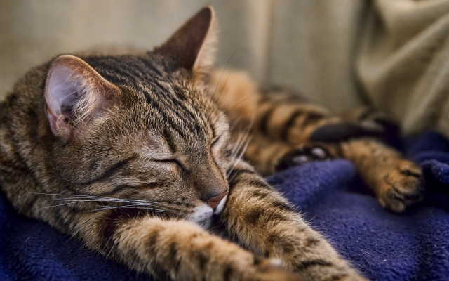 Cat blurry blue couch pillow free wallpaper - medium preview image