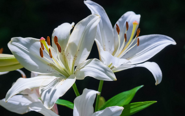 White flower lily green leaves free wallpaper - medium preview image