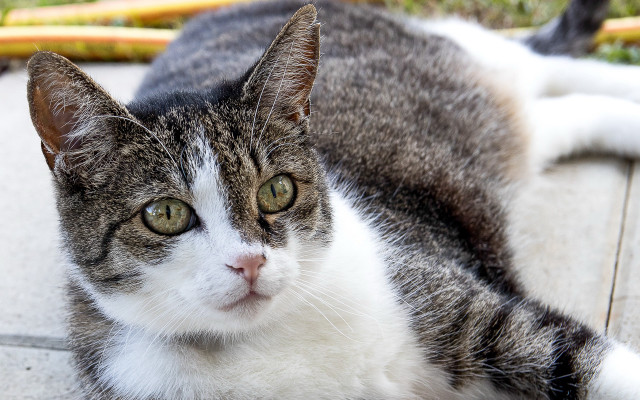 Sad cat depth of field free wallpaper - medium preview image