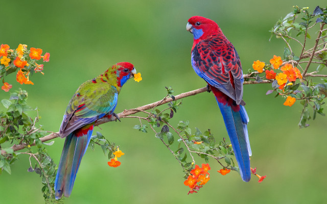 Colorful birds flower background cloisonnism free wallpaper - medium preview image
