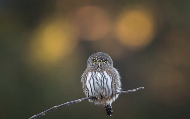 Small owl yellow eyes microscopic free wallpaper - medium preview image