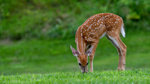 Deer grazing green field trees free wallpaper - medium preview image