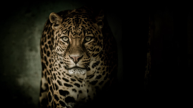 Leopard serval tiger blackbackground naturalism free wallpaper - medium preview image