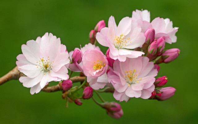Pink flowers branch macro nature free wallpaper - medium preview image
