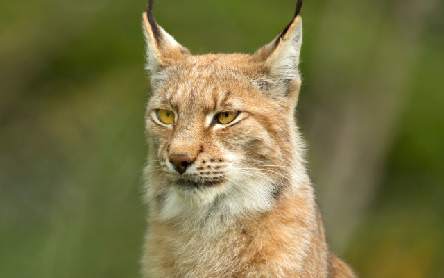 Cat longhair yelloweyes closeup naturalism free wallpaper - medium preview image