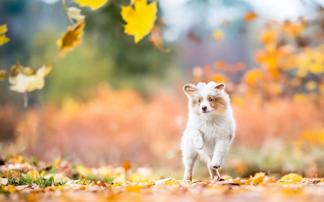 White dog autumn leaves fiery free wallpaper - medium preview image