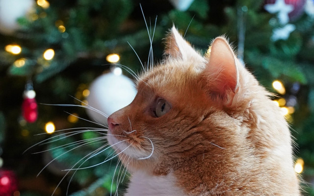 Cat christmas tree ornament reindeer free wallpaper - medium preview image