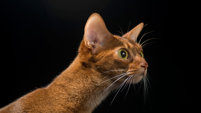 Cat looking up black background free wallpaper - medium preview image