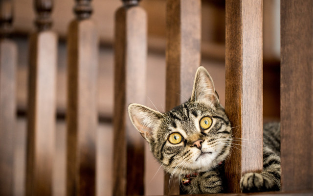 Curious white cat peeking wooden free wallpaper - medium preview image