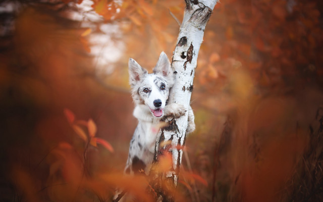 Dog woods tree trunk eyes free wallpaper - medium preview image