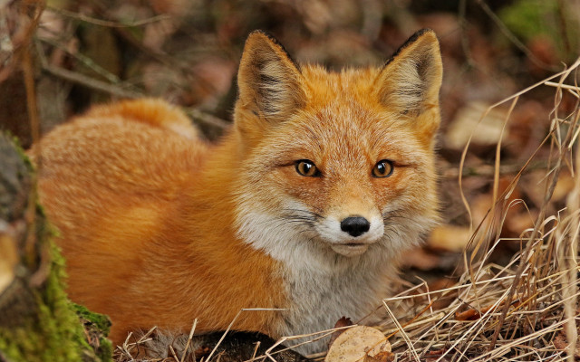 Red fox sitting woods sad free wallpaper - medium preview image