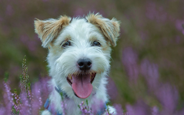 Dog collar flower field blurry free wallpaper - medium preview image