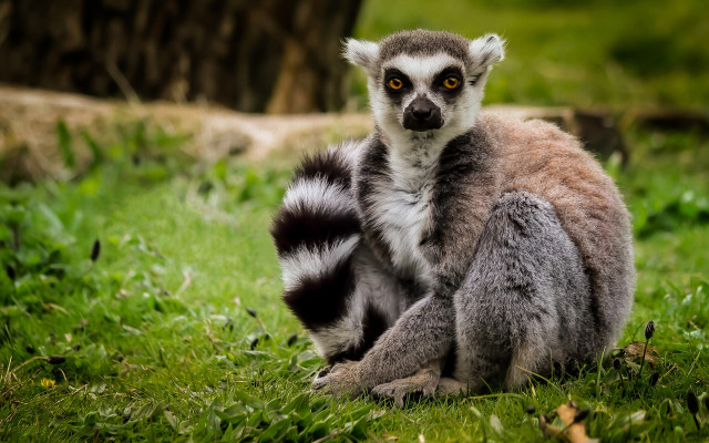 Lemur green field tree log free wallpaper - medium preview image