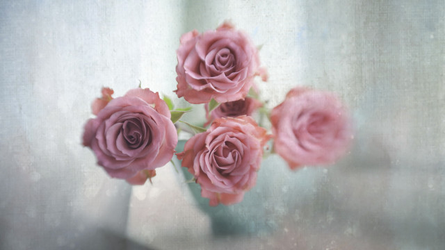 Pink roses vase table window free wallpaper - medium preview image