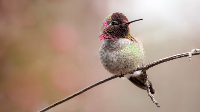 Hummingbird pinkflower branch macro art free wallpaper - medium preview image