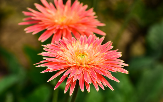 Flower bokeh macro summer vibrant free wallpaper - medium preview image
