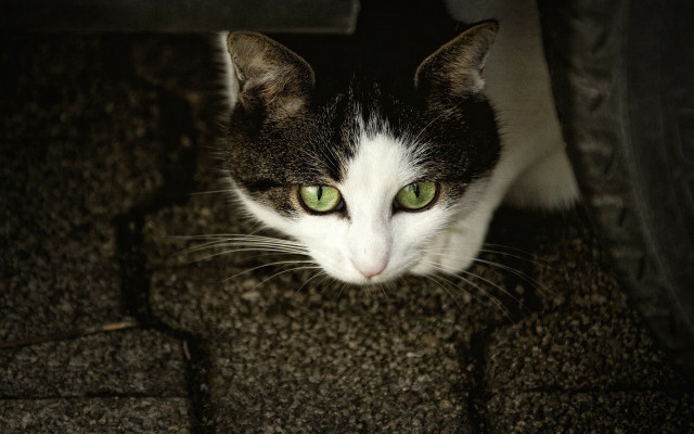 Black cat green eyes curious #2 free wallpaper - medium preview image