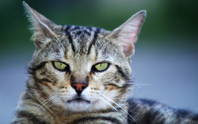 Cat green eyes closeup blurry free wallpaper - medium preview image