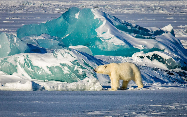 Polar bear frozen lake icebergs free wallpaper - medium preview image