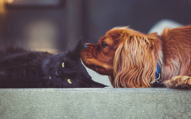 Dog cat laying kissing outside free wallpaper - medium preview image