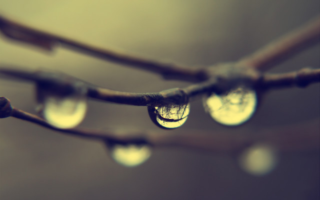Water drops branch macro night free wallpaper - medium preview image