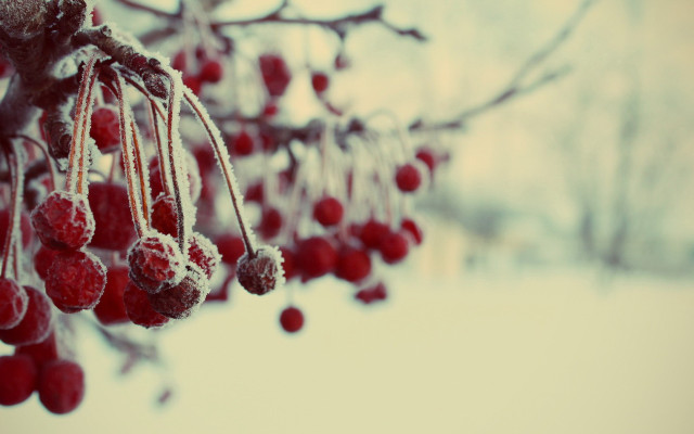 Berries snow ice red blood free wallpaper - medium preview image