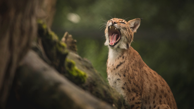 Cat yawning tree branch forest free wallpaper - medium preview image