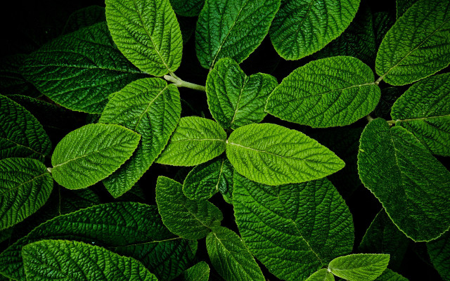 Green leafy plant macro photorealism free wallpaper - medium preview image