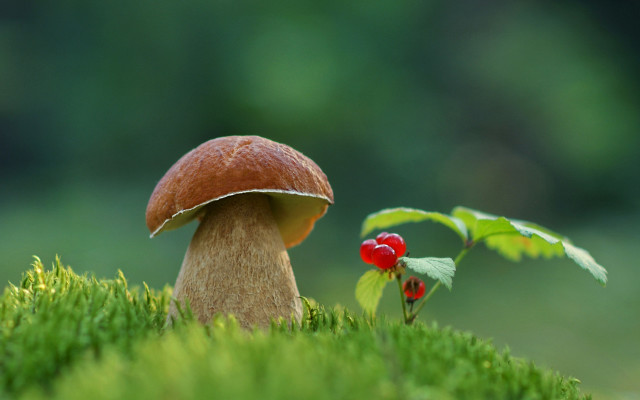Mushroom berry grass plant leaf free wallpaper - medium preview image