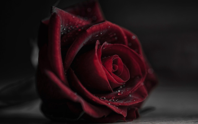 Red rose water droplets gothic #10 free wallpaper - medium preview image