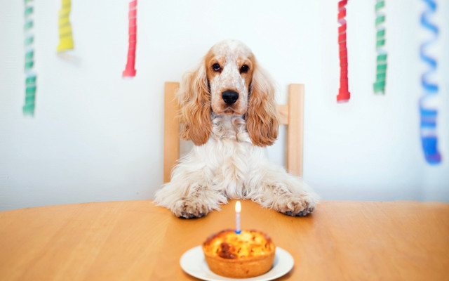 Dog cupcake table candle pastel free wallpaper for desktop - medium preview image