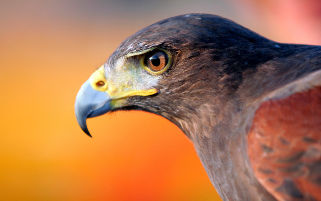 Bird prey closeup orange yellow free wallpaper - medium preview image