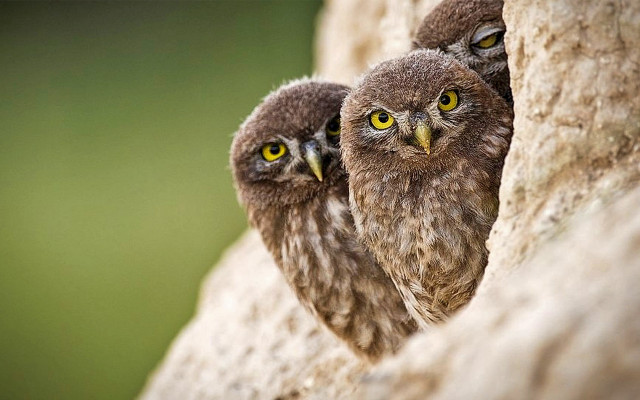 Two owls rock wall yellow free wallpaper - medium preview image