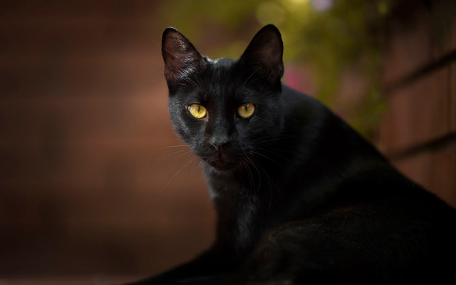 Black cat yellow eyes ledge free wallpaper - medium preview image