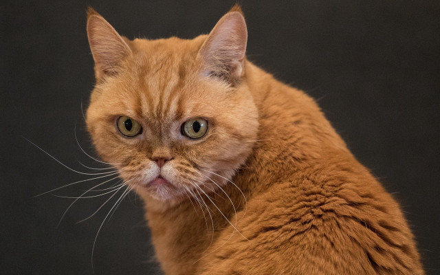 Cat closeup blackbackground whitepupil animalportrait free wallpaper - medium preview image