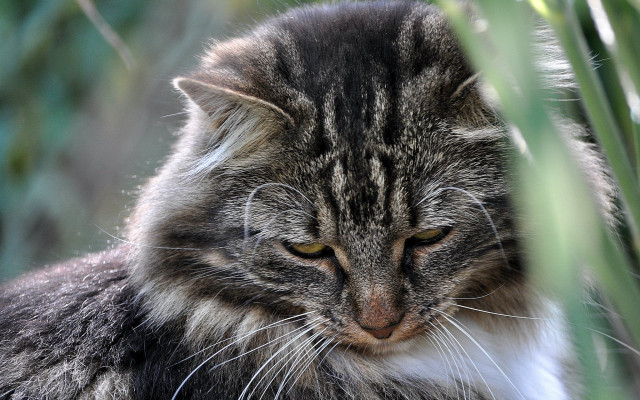 Cat grass closed eyes tilted free wallpaper for desktop - medium preview image