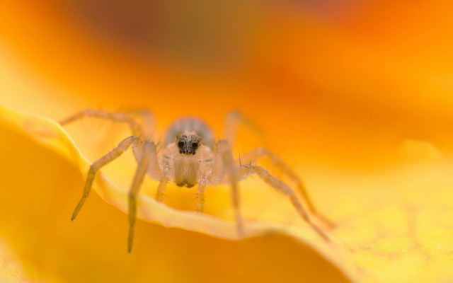 Spider flower macro blurry background free wallpaper - medium preview image