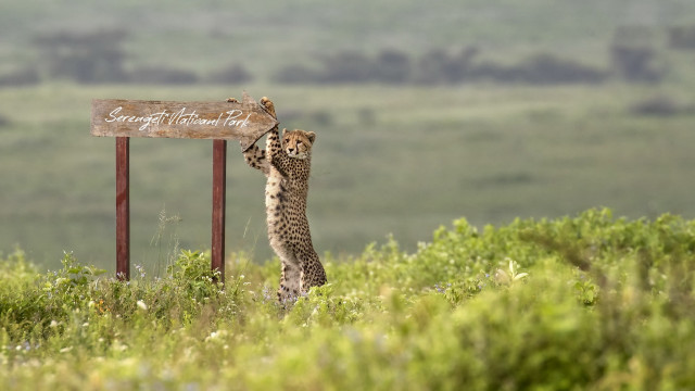 Cheetah sign grass field bowtie free wallpaper - medium preview image