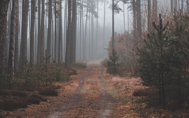 Dirt road forest fog branch free wallpaper - medium preview image
