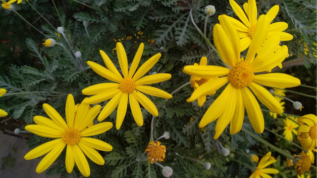 Yellow flowers vase table background free wallpaper - medium preview image