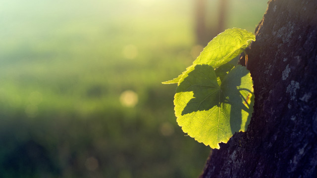 Leaf growing tree trunk sunlight #2 free wallpaper - medium preview image