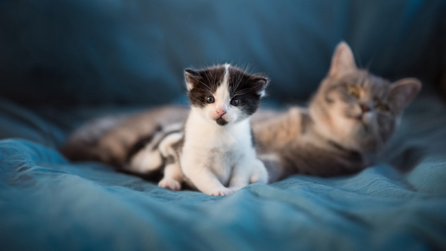 Kittens blueblanket photorealistic animalfocus depthoffield free wallpaper - medium preview image
