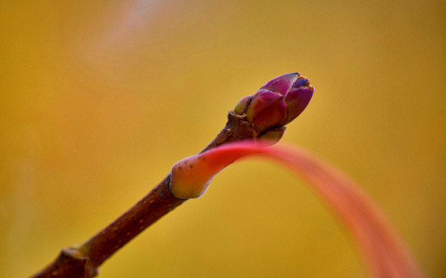 Flower bud red stem gradient free wallpaper - medium preview image