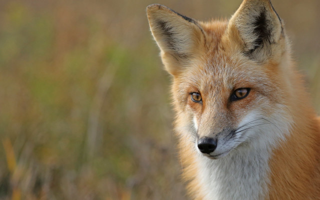 Fox closeup blurry background furry free wallpaper - medium preview image