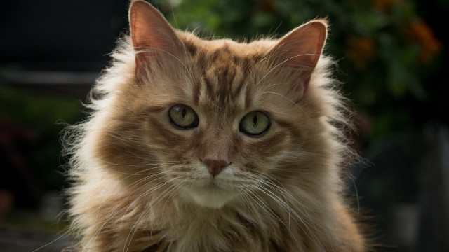 Long haired cat serious felix free wallpaper - medium preview image