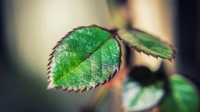 Green leaf macro shallow depth #2 free wallpaper - medium preview image