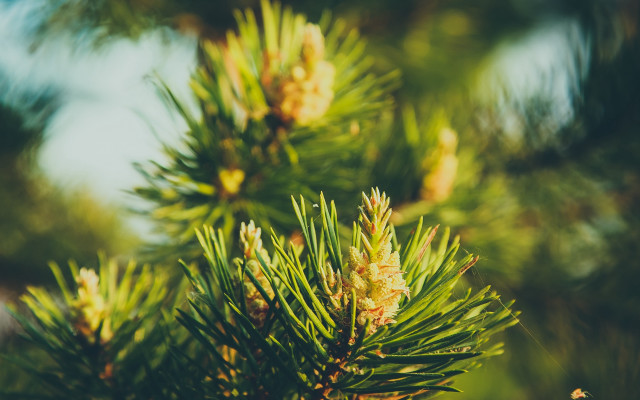 Pine tree shallow depth blurry free wallpaper - medium preview image