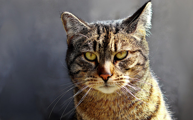 Cat yellow eyes serious look #4 free wallpaper - medium preview image