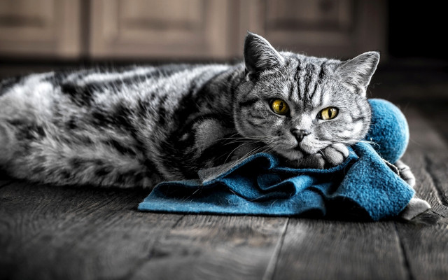 Black cat yellow eyes towel free wallpaper - medium preview image